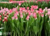 Tulipa Crown of Dynasty ® (2)